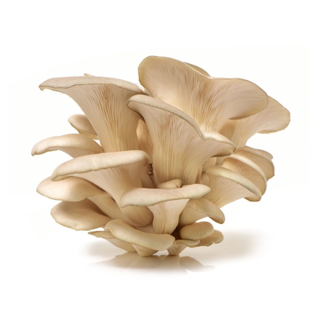 Champignon Oesterzwammen Bulk BE 2KG BIO