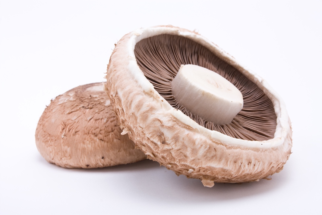 Champignon Portobello Bulk BE 2KG BIO
