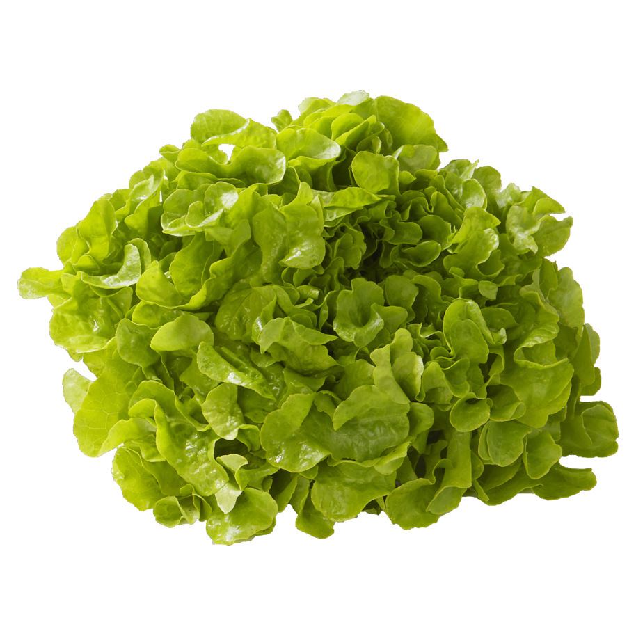 Laitue Feuille de Chêne Blonde TBE 6ST BIO