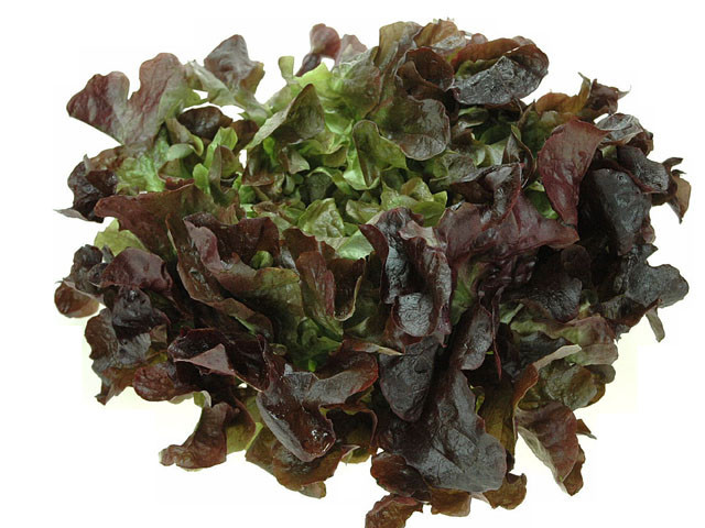 Laitue Feuille de Chêne Rouge BE 8ST BIO