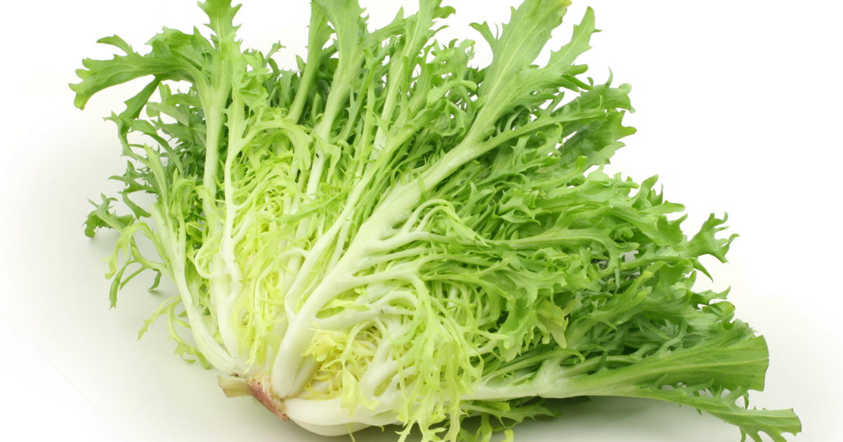 Andijvie krul geblancheerd BE 8ST BIO