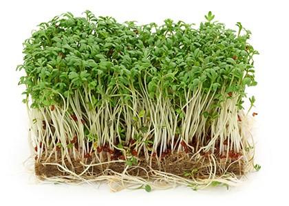 Cresson de jardin Botte BE 10ST BIO