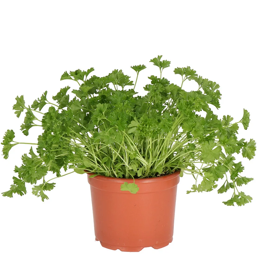 Peterselie Krul 10ST BIO