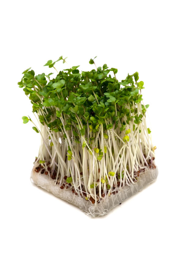 Brocoli Sprout 200g IT 10ST BIO