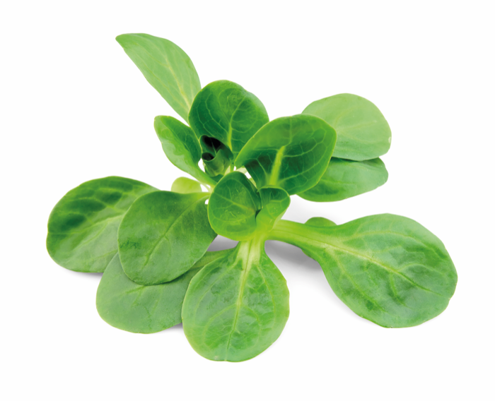 Salade de Blé FR 1KG BIO