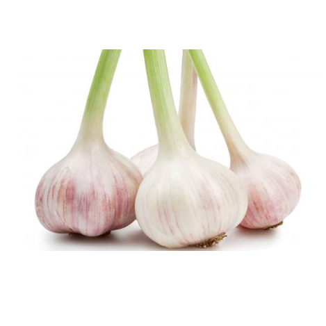 Ail Frais BE 5KG BIO