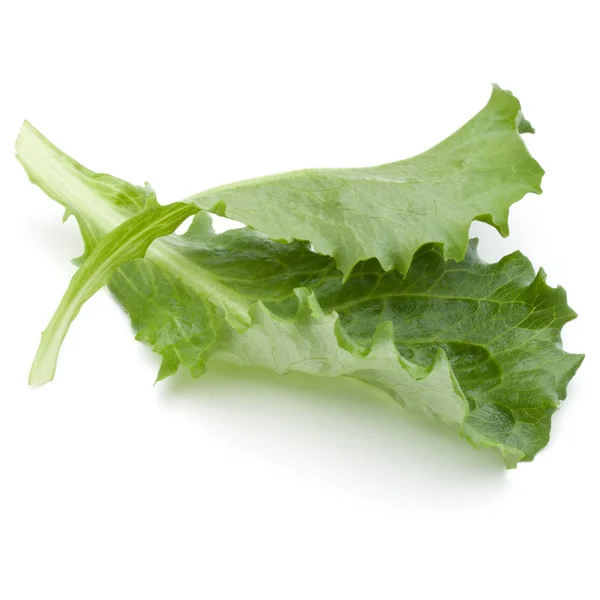 Andijvie heelbladig IT 8ST BIO