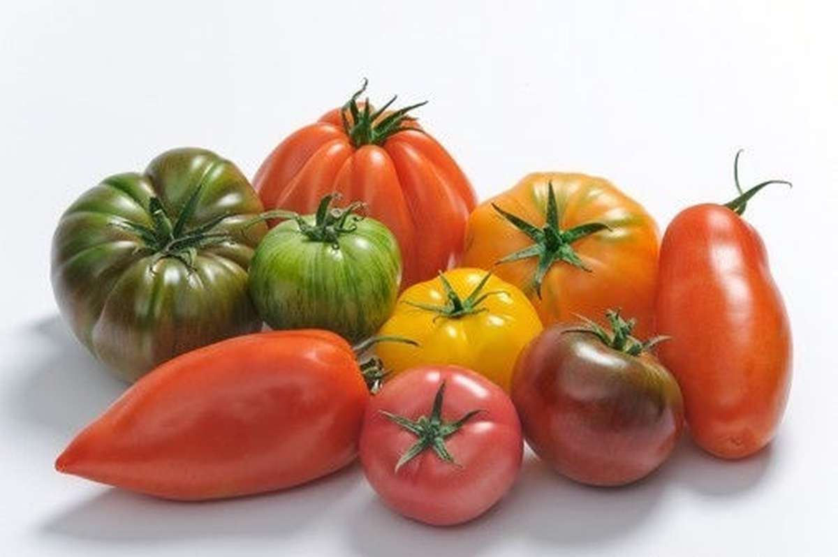 Tomate Ancienne Ananas FR 5KG CAT1 BIO