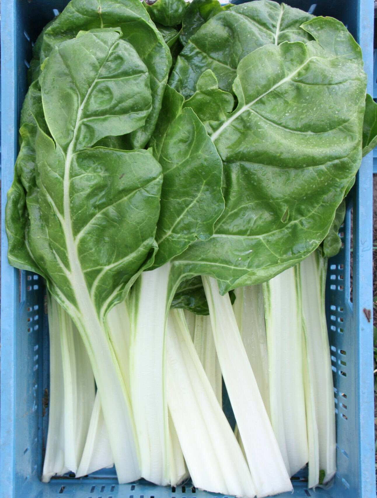 Snijbiet Groen IT 5KG BIO