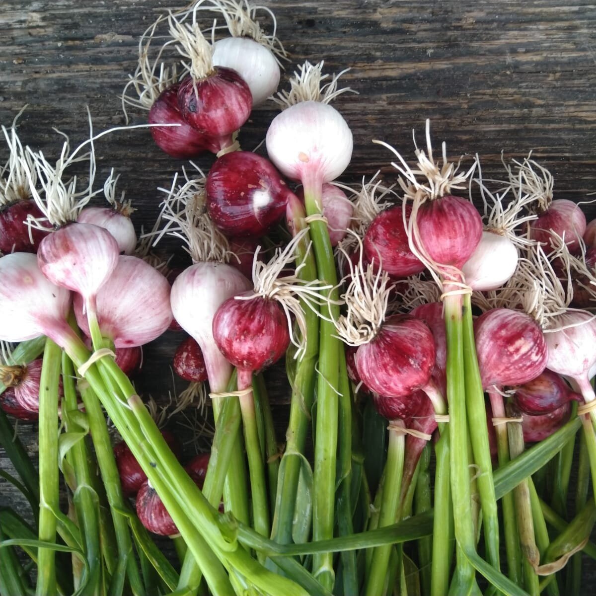 Baby knoflook bussel BE 10ST BIO