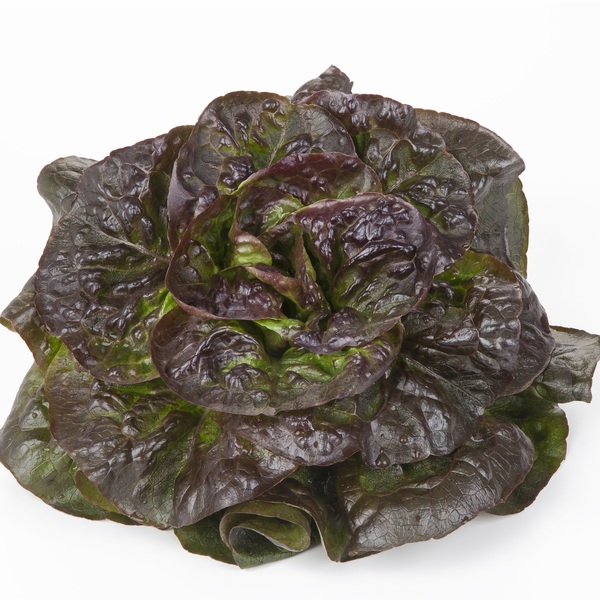 Jonge scheut Aziatisch Bussel BE 10ST BIO