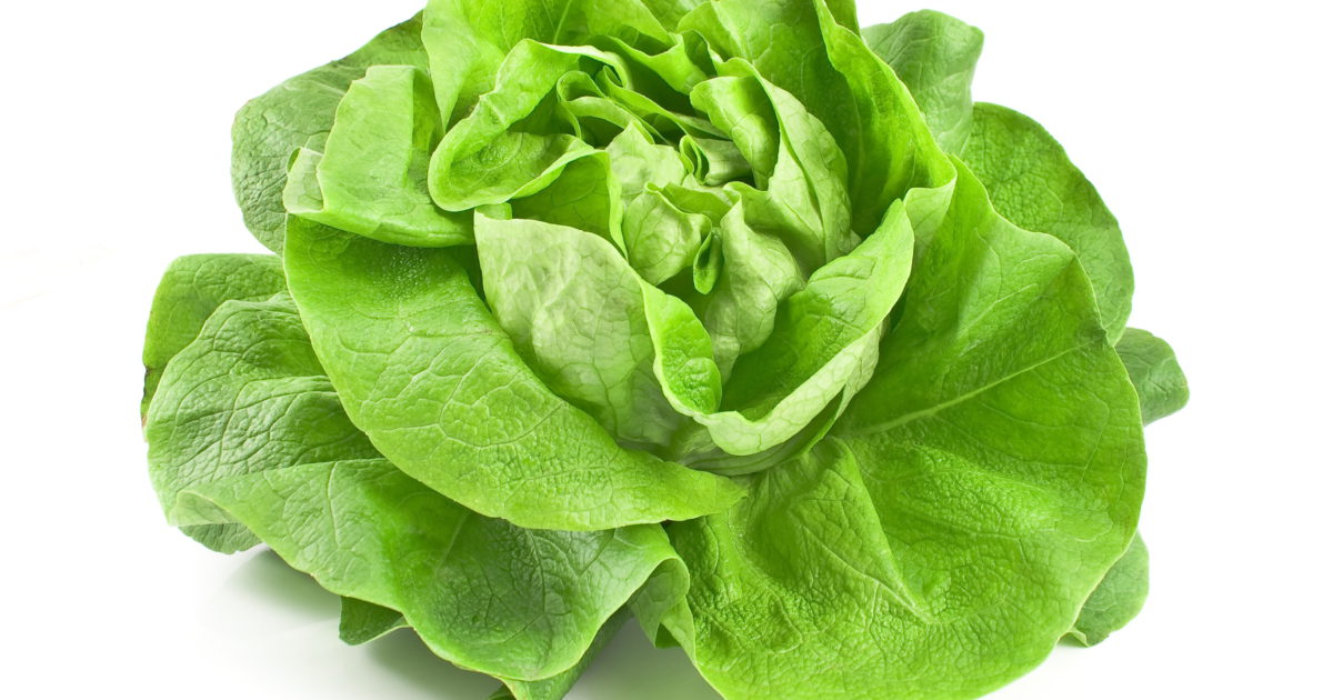 Laitue Pommée Verte 8 BE 8ST BIO