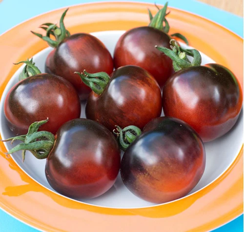 Tomate Ancienne Indigo FR 5KG CAT1 BIO