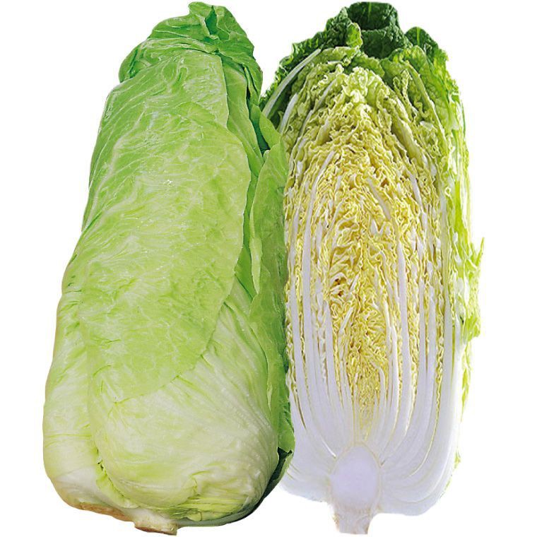 Chicorée Pain de sucre 8ST CAT1 BIO