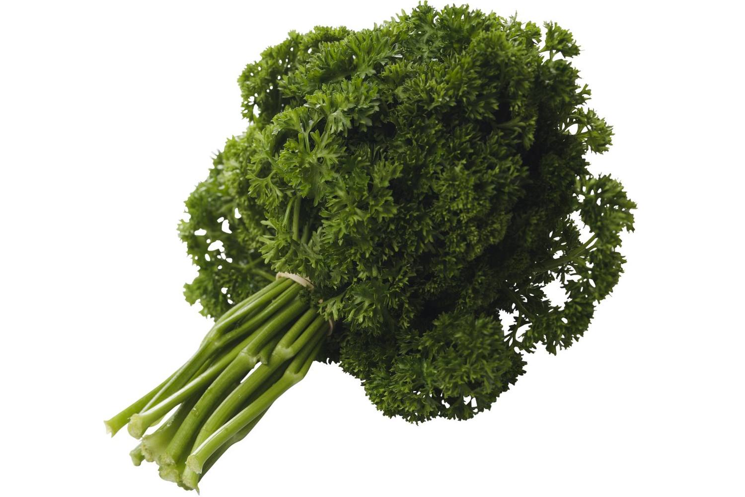 Persil Frisé BE 10ST BIO