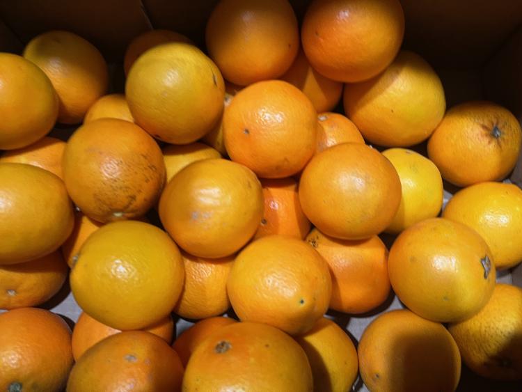 Appelsien Navel 2/3 IT 10KG BIO