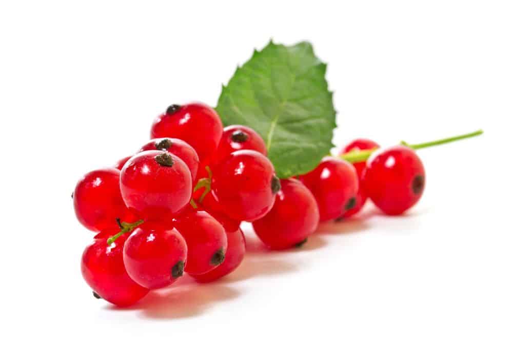 Grosseille rouge 125gr BE 8ST BIO