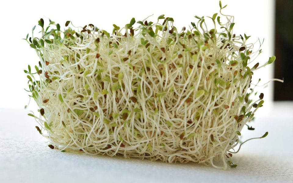 Kiem Broccoli BE 1ST BIO