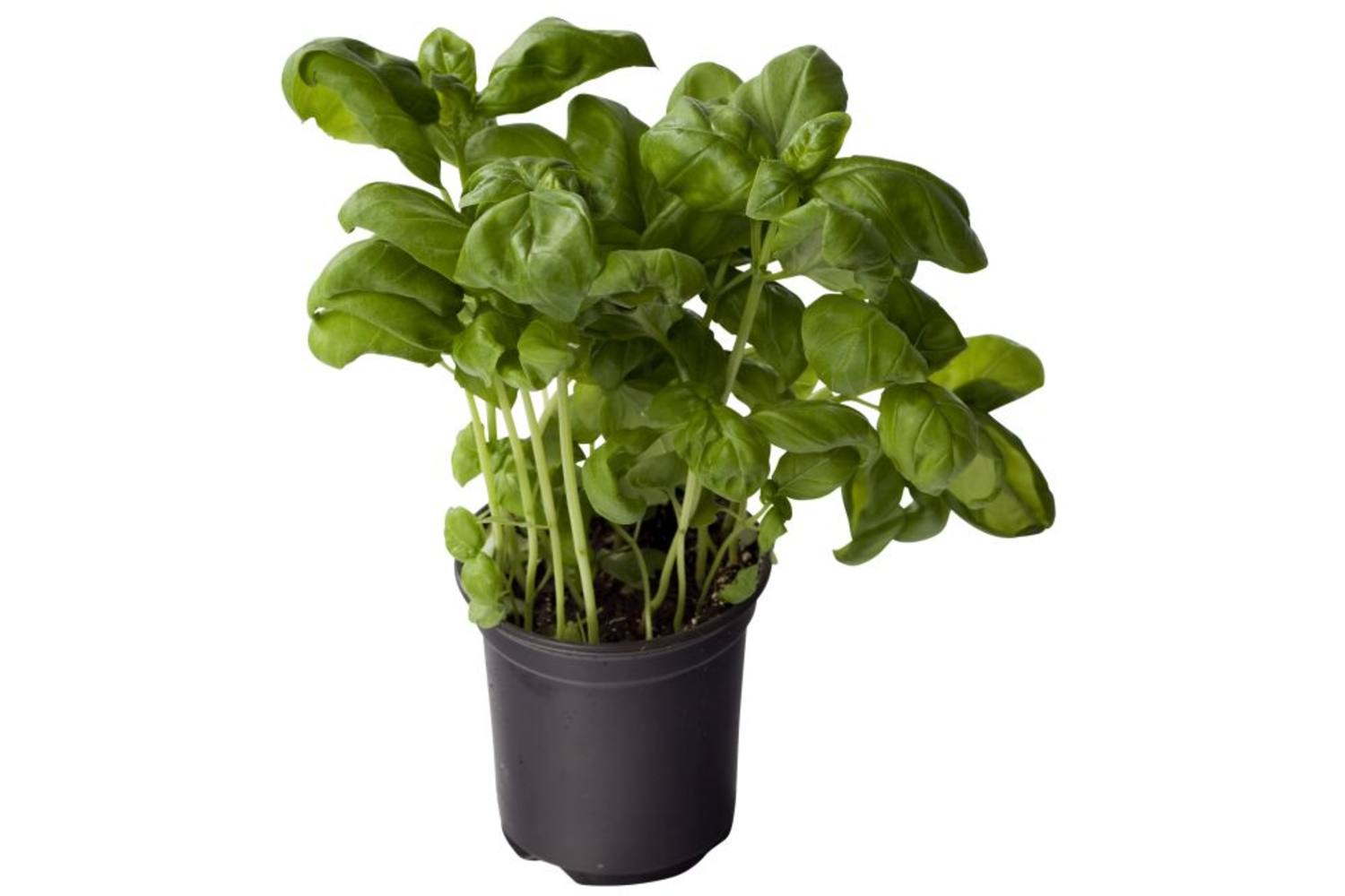 Kruiden Basilicum BE 2ST BIO