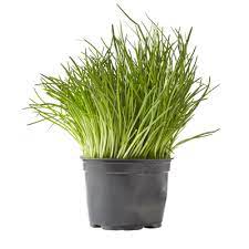 Kruiden Bieslook BE 2ST BIO