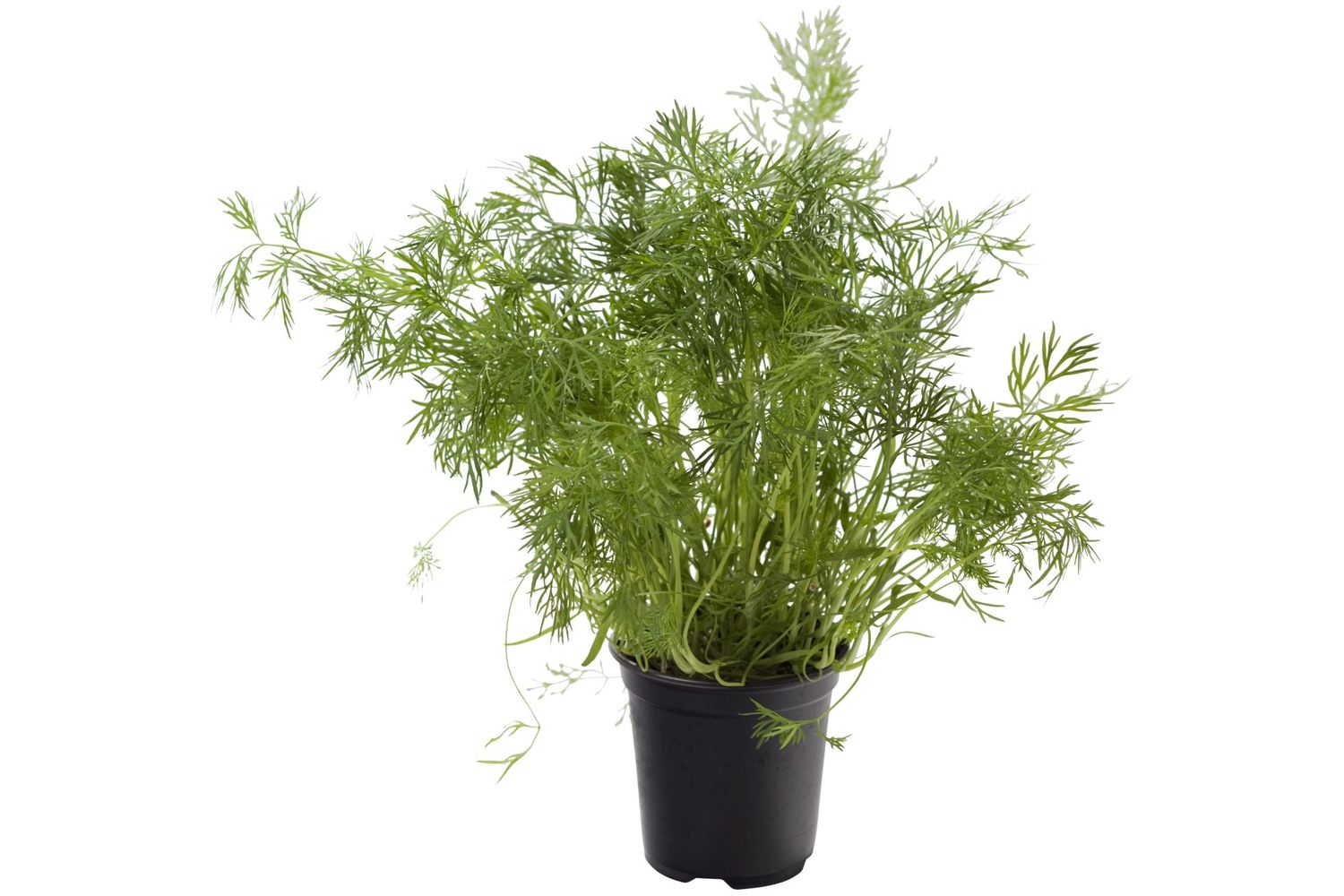 Kruiden Dille BE 2ST BIO