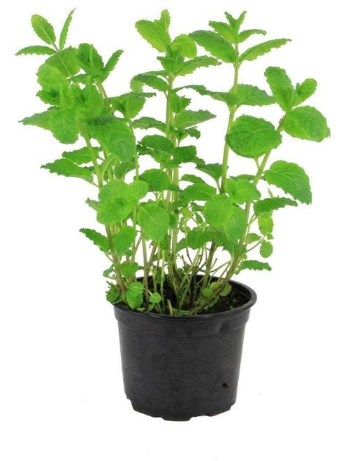 Kruiden Munt BE 2ST BIO