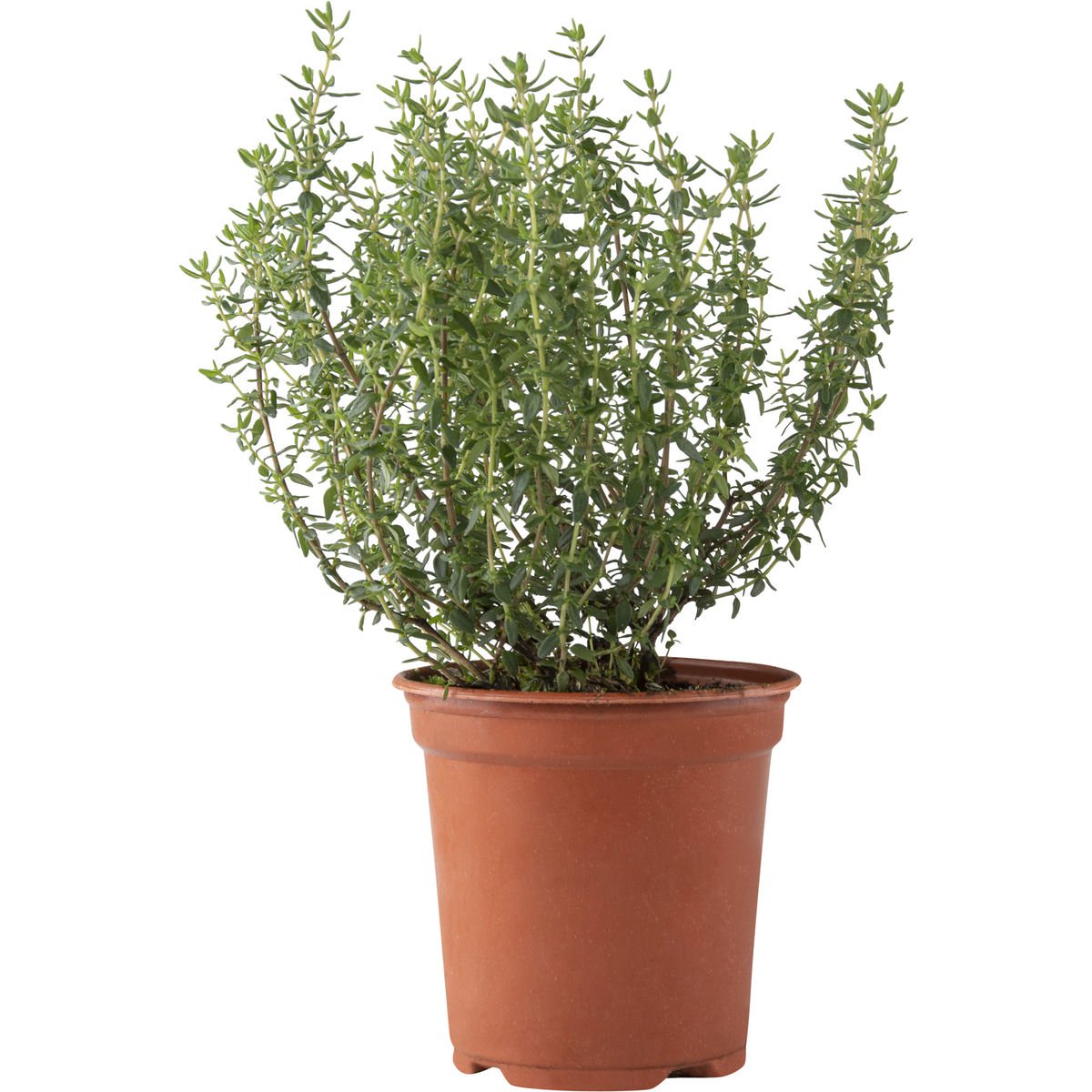 Kruiden Tijm BE 2ST BIO