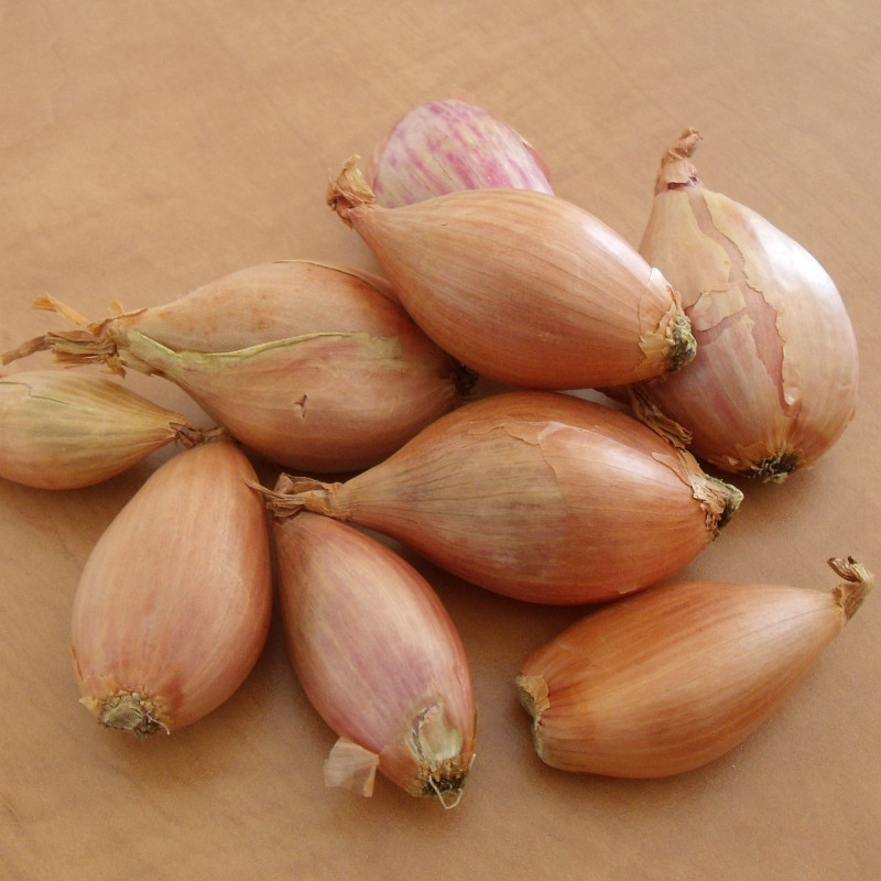 Sjalot Cuisse de Poulet BE 5KG BIO