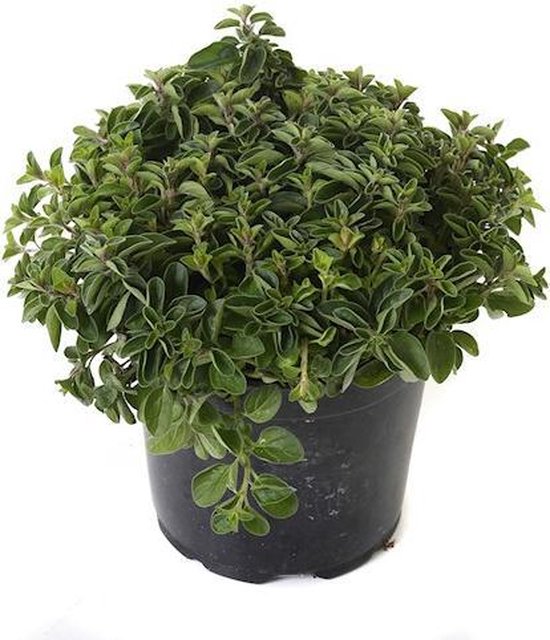 Kruiden Oregano BE 2ST BIO