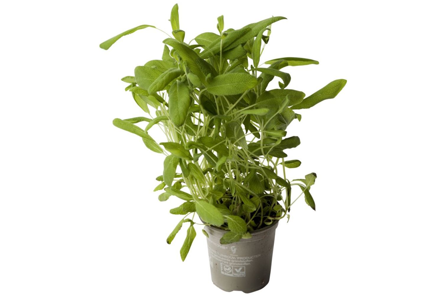 Kruiden Salie BE 2ST BIO