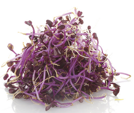 Kiem Paarse Koolrabi BE 1ST BIO