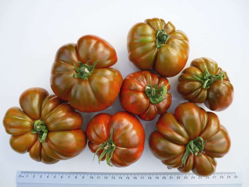 Tomate Noir BE 6KG BIO