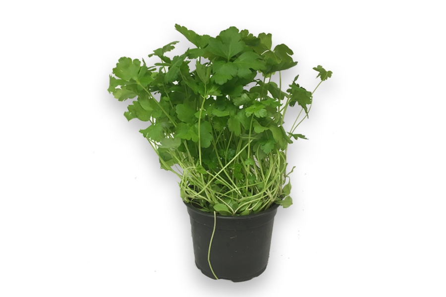 Persil Plat vrac IT 1KG BIO